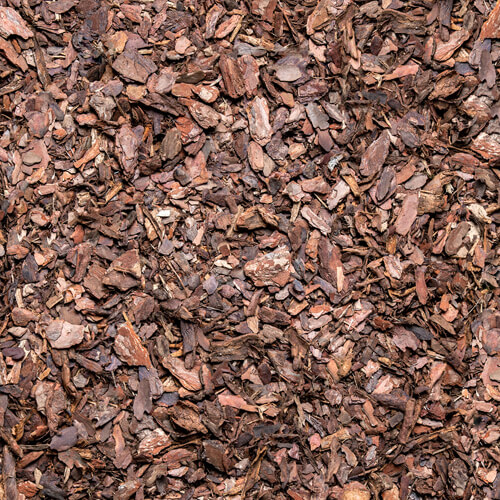 Kora_sosnowa_srednia